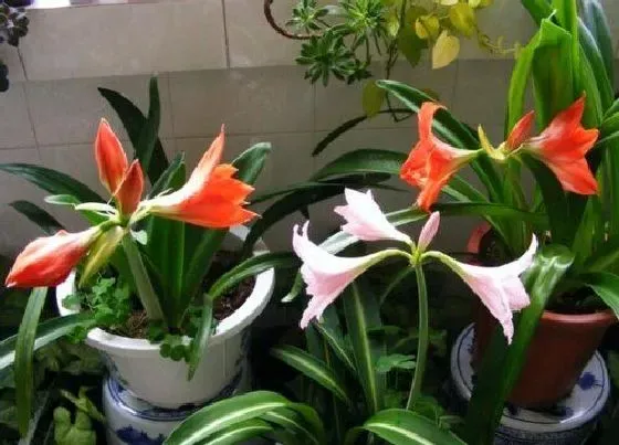 植物常识问题|朱顶红为什么不长侧牙