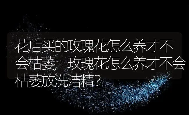 花店买的玫瑰花怎么养才不会枯萎,玫瑰花怎么养才不会枯萎放洗洁精？ | 养殖常见问题