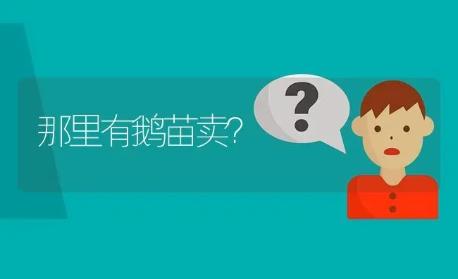 那里有鹅苗卖? | 养殖问题解答