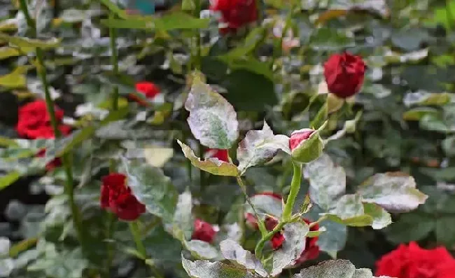 植物常识问题|月季花长白霜用什么药（月季花长了白色的霜是什么东西）