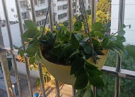 植物常识问题|吊兰怎么养护养成老桩更美观