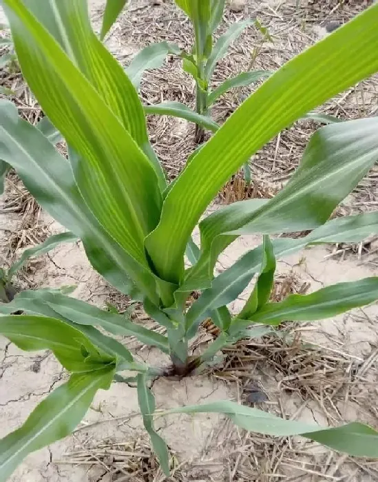 植物常识问题|玉米从根部长茬是什么原因（玉米苗长侧芽要拔掉处理吗）