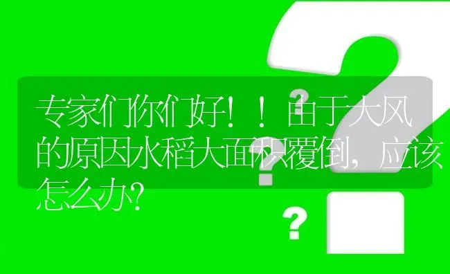 专家们你们好!!由于大风的原因水稻大面积覆倒,应该怎么办? | 养殖问题解答