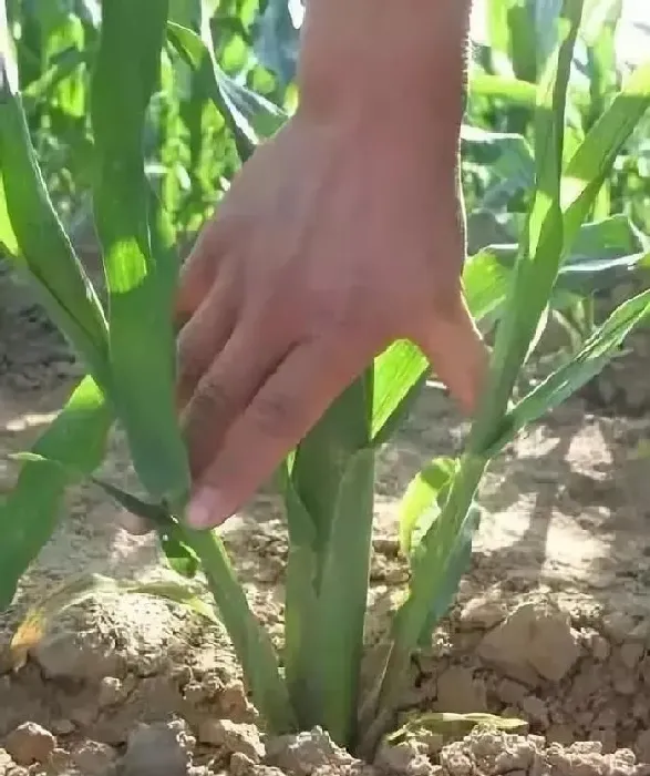 植物常识问题|玉米从根部长茬是什么原因（玉米苗长侧芽要拔掉处理吗）