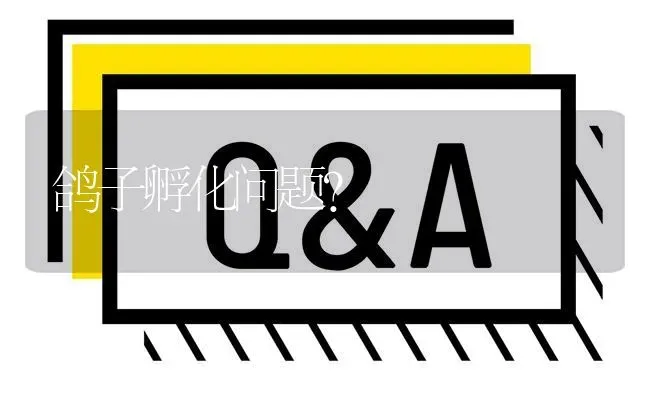 鸽子孵化问题? | 养殖问题解答