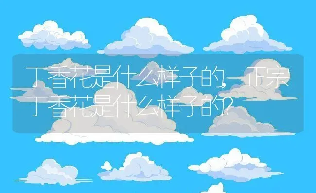 丁香花是什么样子的,正宗丁香花是什么样子的？ | 养殖常见问题