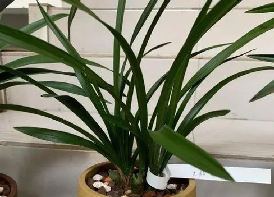 植物常识问题|如何给兰花施肥新根挤满盆