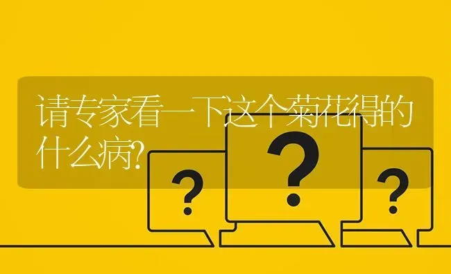 请专家看一下这个菊花得的什么病? | 养殖问题解答