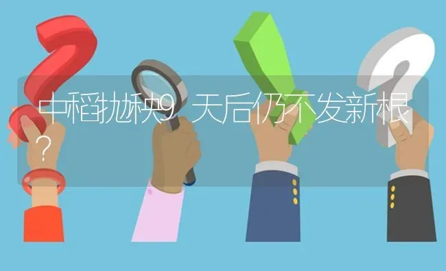 中稻抛秧9天后仍不发新根? | 养殖问题解答