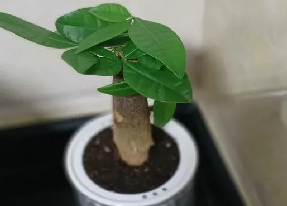 植物常识问题|家中怎么养护发财树比较好