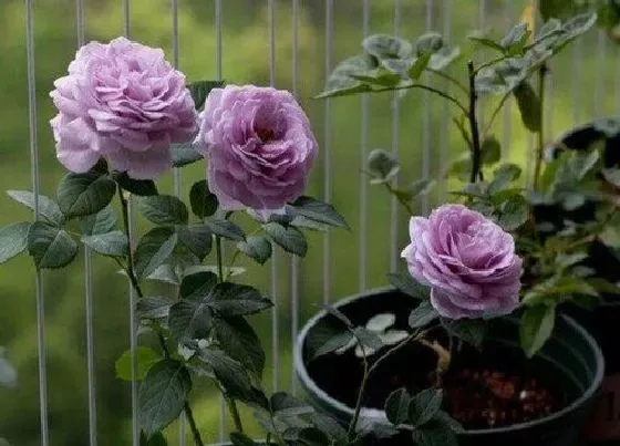 植物常识问题|丰花月季品种