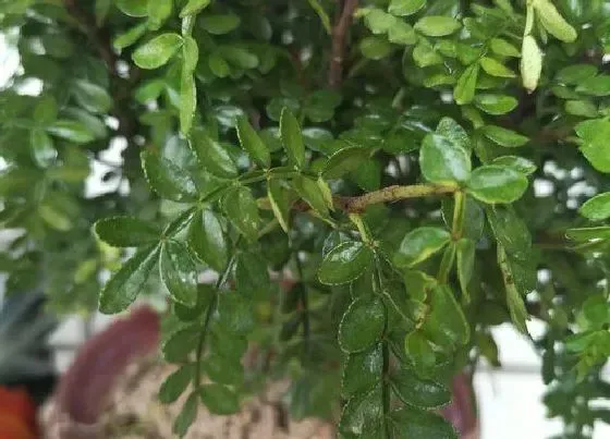 植物常识问题|胡椒木叶子发黄掉落原因 胡椒木黄叶落叶怎么救