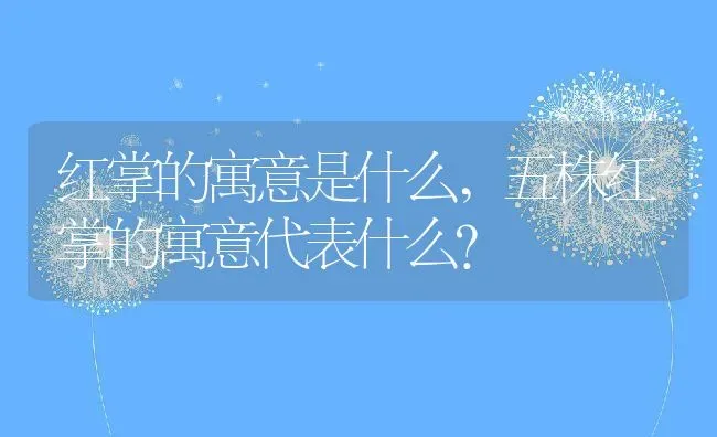 红掌的寓意是什么,五株红掌的寓意代表什么？ | 养殖常见问题