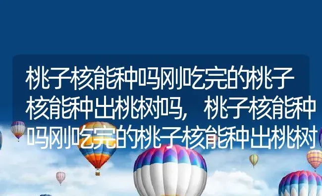 桃子核能种吗刚吃完的桃子核能种出桃树吗,桃子核能种吗刚吃完的桃子核能种出桃树吗 | 养殖常见问题