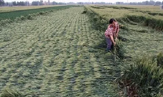 植物常识问题|小麦倒伏后的补救措施 （小麦倒伏后又有什么方法挽救）