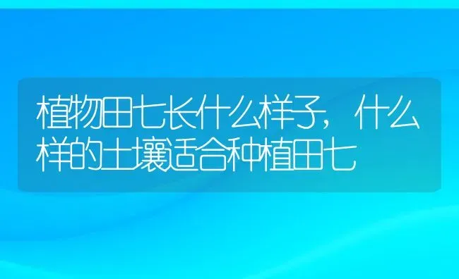 植物田七长什么样子,什么样的土壤适合种植田七 | 养殖常见问题