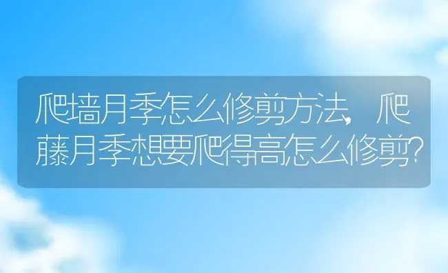 爬墙月季怎么修剪方法,爬藤月季想要爬得高怎么修剪？ | 养殖常见问题