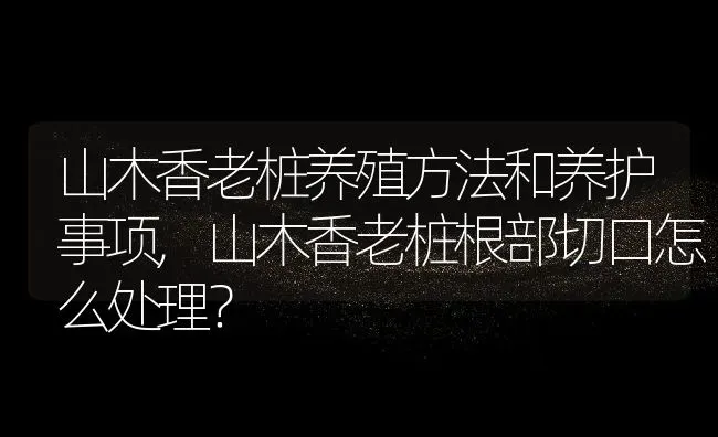 山木香老桩养殖方法和养护事项,山木香老桩根部切口怎么处理？ | 养殖常见问题