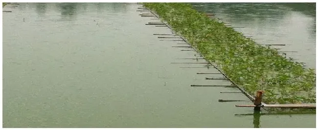 养泥鳅要多深水才合适 | 农业常识