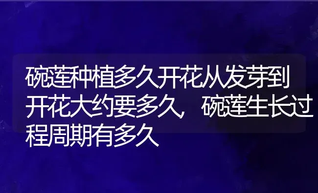 碗莲种植多久开花从发芽到开花大约要多久,碗莲生长过程周期有多久 | 养殖常见问题