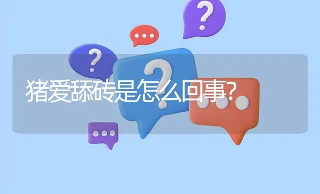 猪爱舔砖是怎么回事? | 养殖问题解答