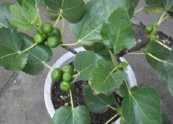 植物常识问题|无花果根系不腐烂有哪些方法