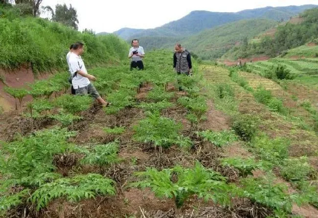 植物常识问题|魔芋栽培技术和方法