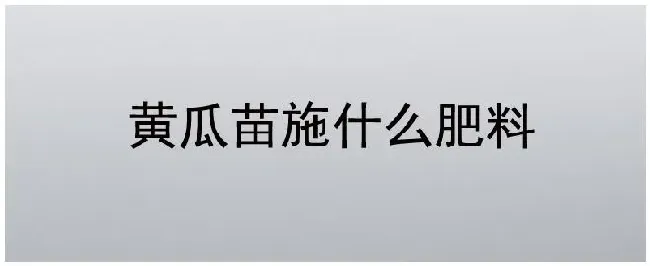 黄瓜苗施什么肥料 | 三农答疑