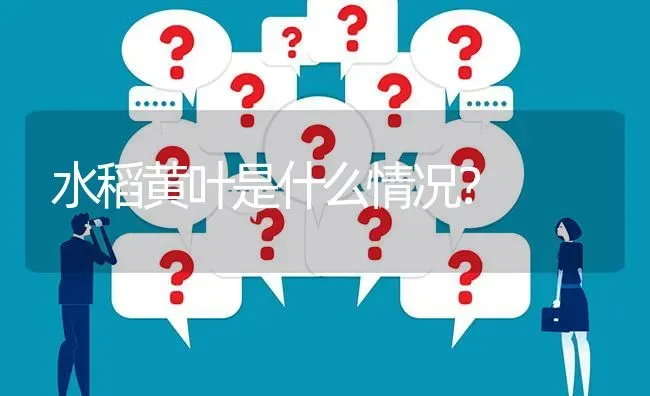 水稻黄叶是什么情况? | 养殖问题解答