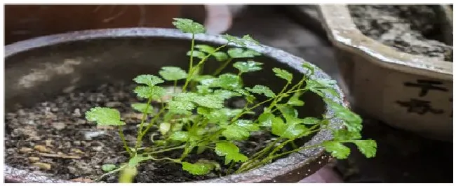 香菜催芽方法和时间 | 农业答疑