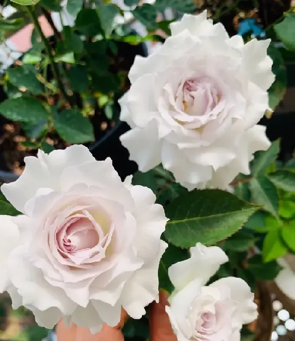 植物常识问题|加百列大天使月季优缺点介绍（长多高，香味及耐晒性如何）