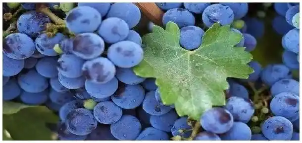 蓝莓绿宝石品种介绍 | 农业答疑