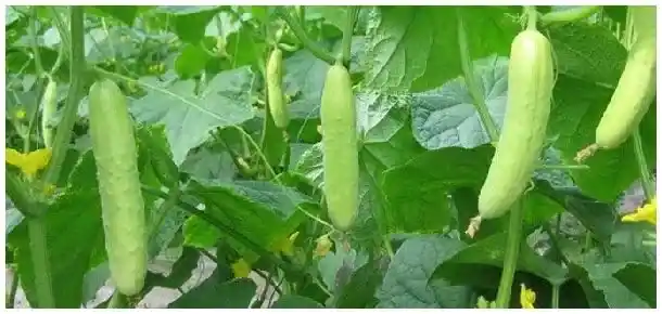 黄瓜涩口是因为什么 | 三农答疑