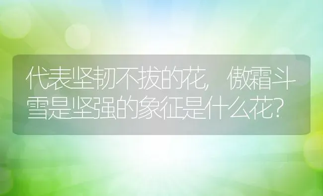 代表坚韧不拔的花,傲霜斗雪是坚强的象征是什么花？ | 养殖常见问题