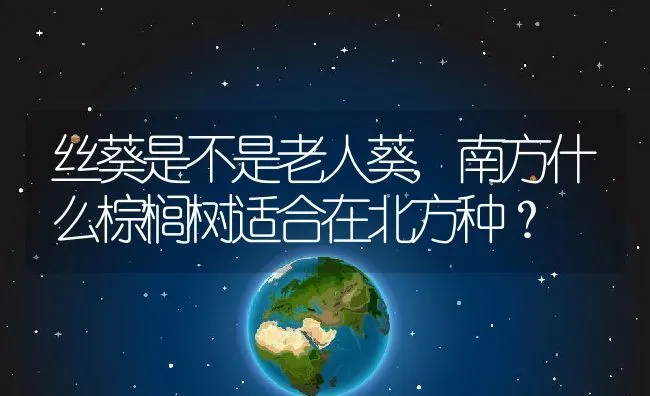 丝葵是不是老人葵,南方什么棕榈树适合在北方种？ | 养殖常见问题