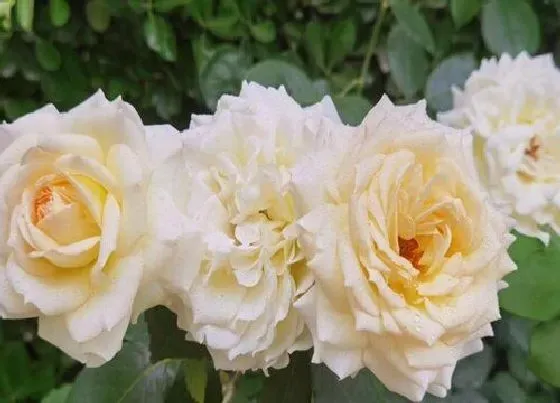 植物常识问题|东北月季花怎么在室外过冬（ 北方地区地栽的户外能过冬吗）