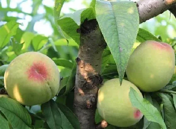 植物常识问题|桃树炭疽病防治方法与技术（桃树炭疽病用什么农药最好）
