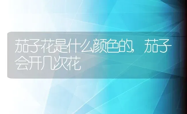 郁金香是哪国的国花,郁金香是哪的市花？ | 养殖常见问题