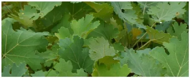 博落回种植成本和效益博落回是什么植物 | 三农问答