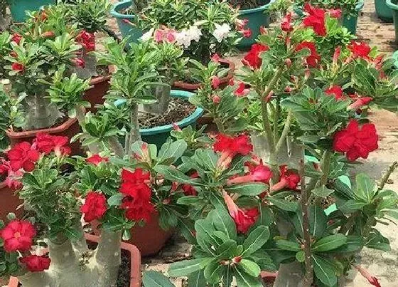 植物常识问题|秋冬怎么养沙漠玫瑰才能安全过冬