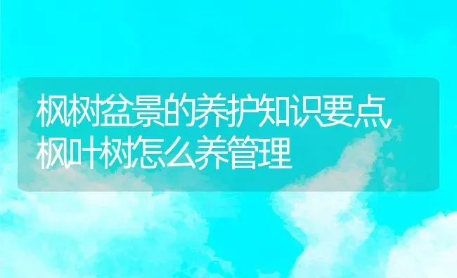 枫树盆景的养护知识要点,枫叶树怎么养管理 | 养殖常见问题