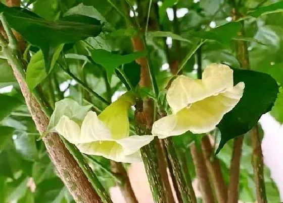 植物常识问题|幸福树会开花吗 幸福树几年开一次（开花是什么样子）