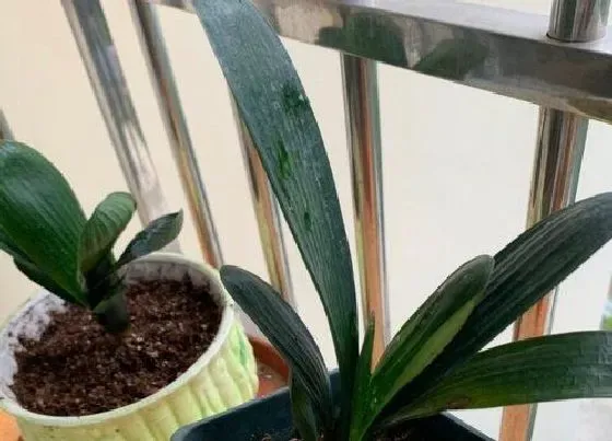 植物常识问题|怎么解决君子兰叶片暗淡无光的现象