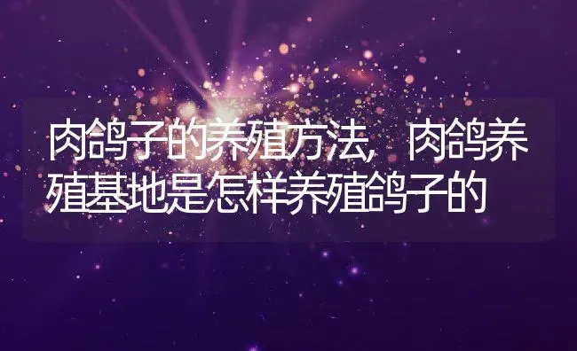 肉鸽子的养殖方法,肉鸽养殖基地是怎样养殖鸽子的 | 养殖常见问题