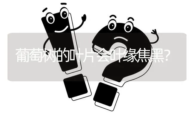 葡萄树的叶片会叶缘焦黑? | 养殖问题解答
