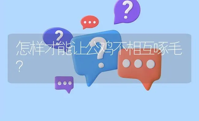 怎样才能让公鸡不相互啄毛? | 养殖问题解答