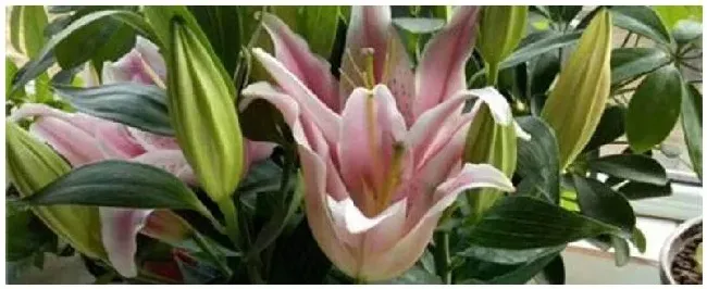 怎么跟花施肥 | 农业常识