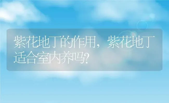 紫花地丁的作用,紫花地丁适合室内养吗？ | 养殖常见问题
