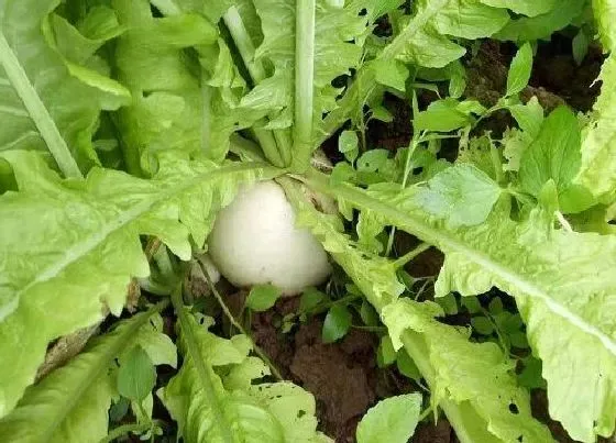 植物常识问题|夏季萝卜什么时候种最合适（夏播萝卜种植方法与步骤）