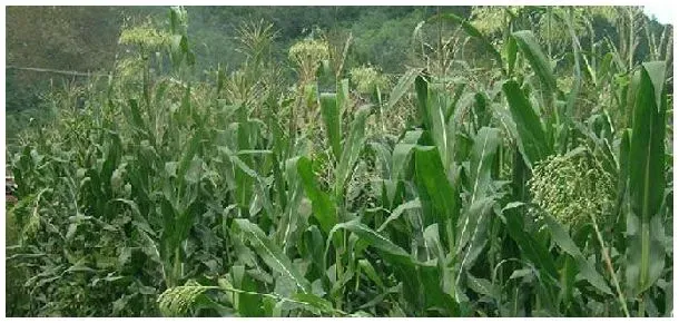 牧草甜高粱一亩地多少斤产量 | 科普知识